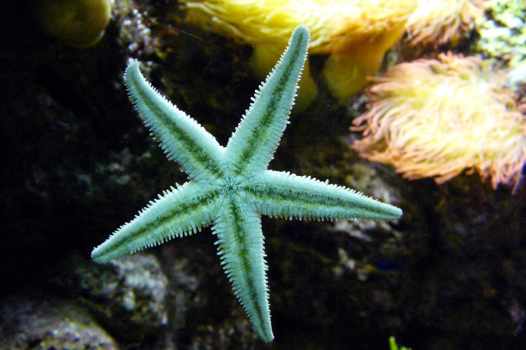 aquariums for wellbeing